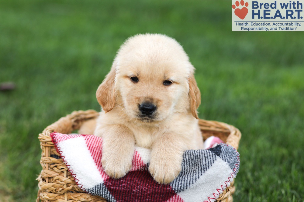 Nacho Image of Nacho, a Golden Retriever puppy