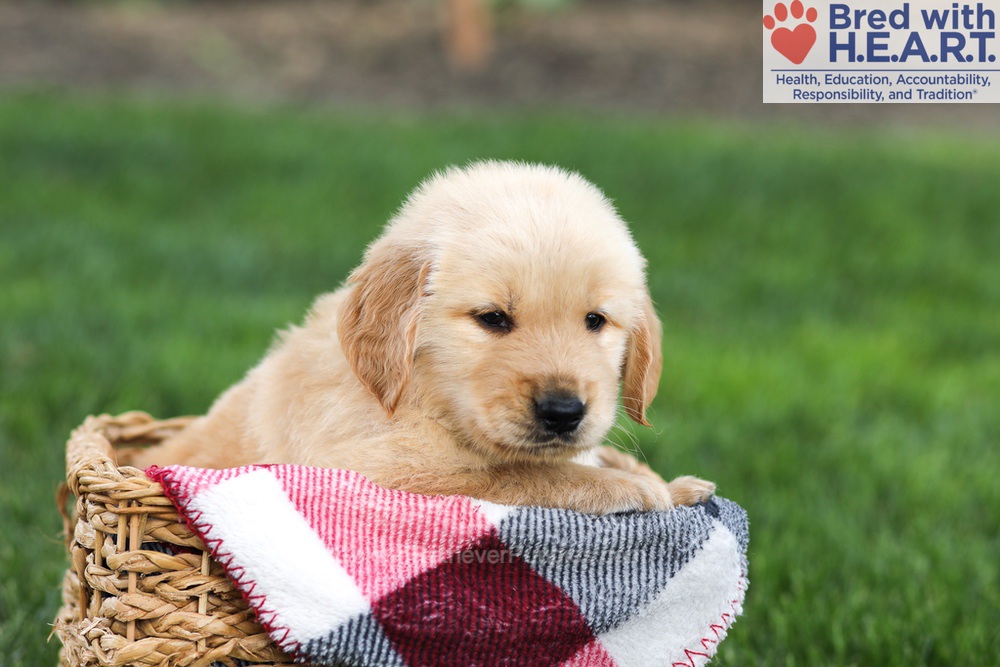 Nacho Image of Nacho, a Golden Retriever puppy