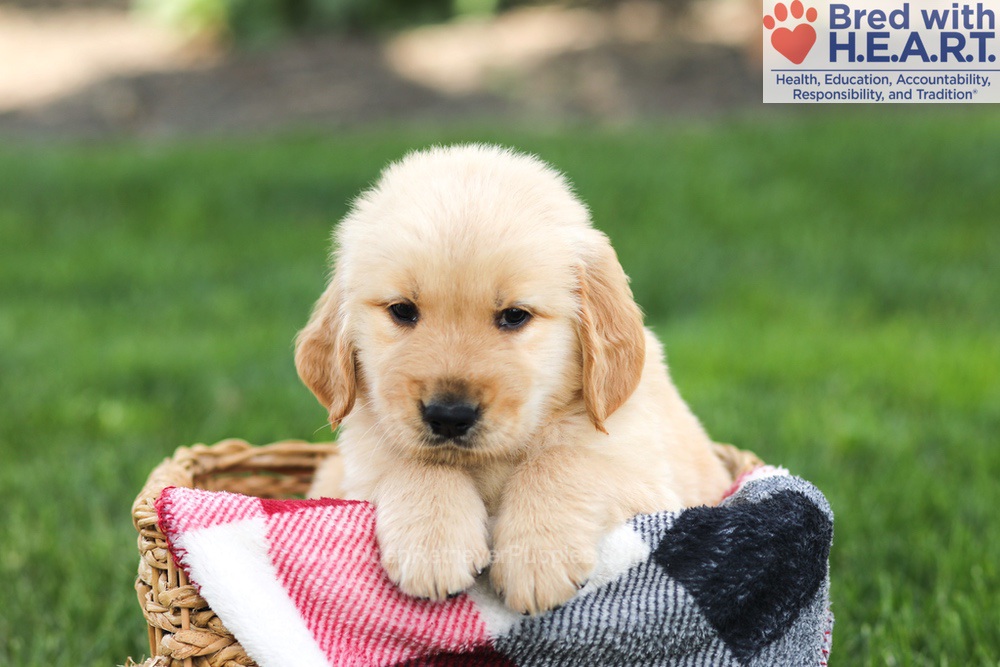 Nacho Image of Nacho, a Golden Retriever puppy