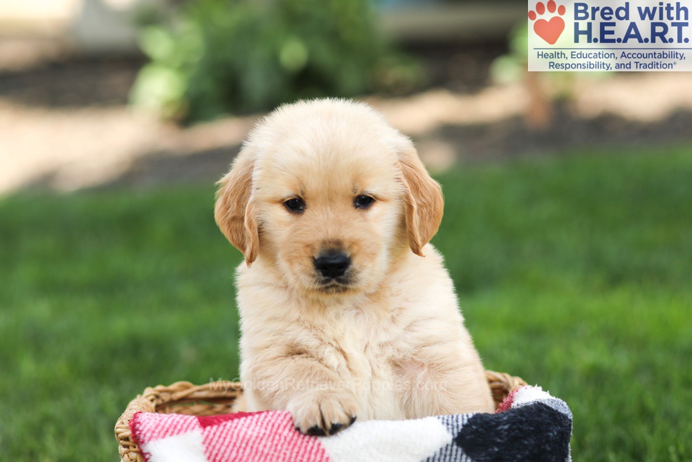 Nacho Image of Nacho, a Golden Retriever puppy