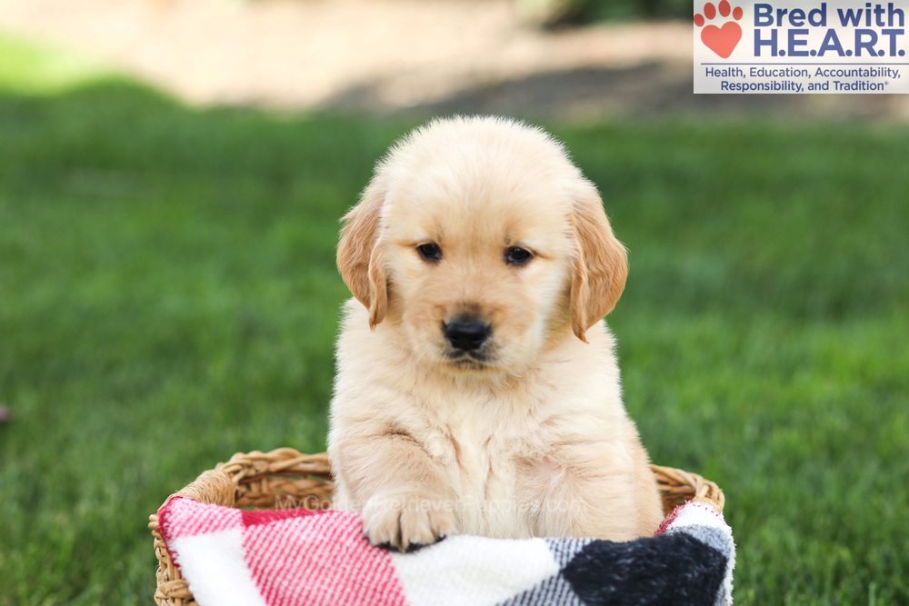 Nacho Image of Nacho, a Golden Retriever puppy