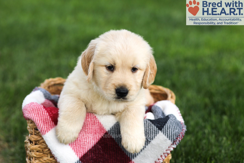 Navy Image of Navy, a Golden Retriever puppy