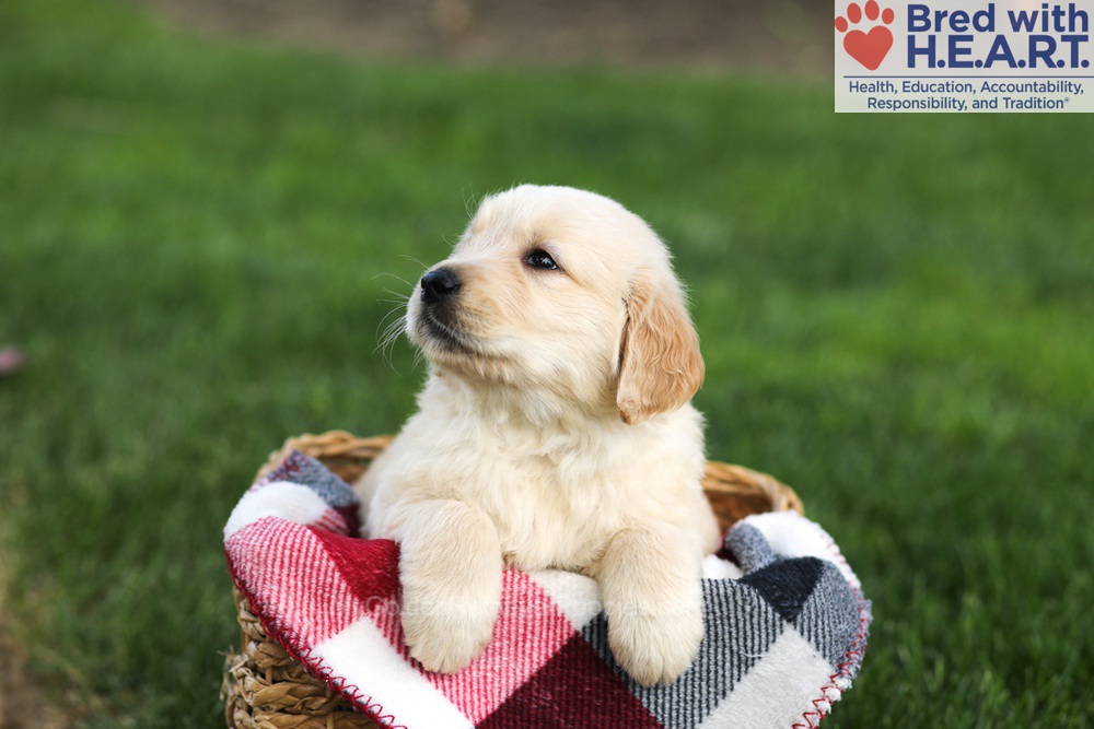 Navy Image of Navy, a Golden Retriever puppy