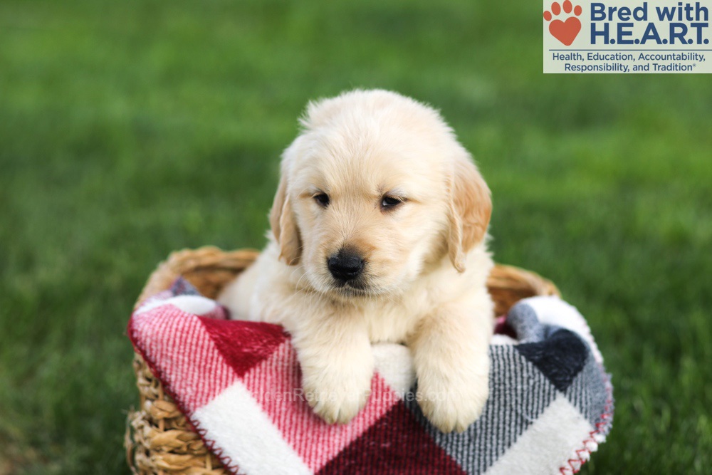 Navy Image of Navy, a Golden Retriever puppy