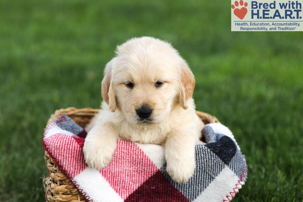Navy Image of Navy, a Golden Retriever puppy