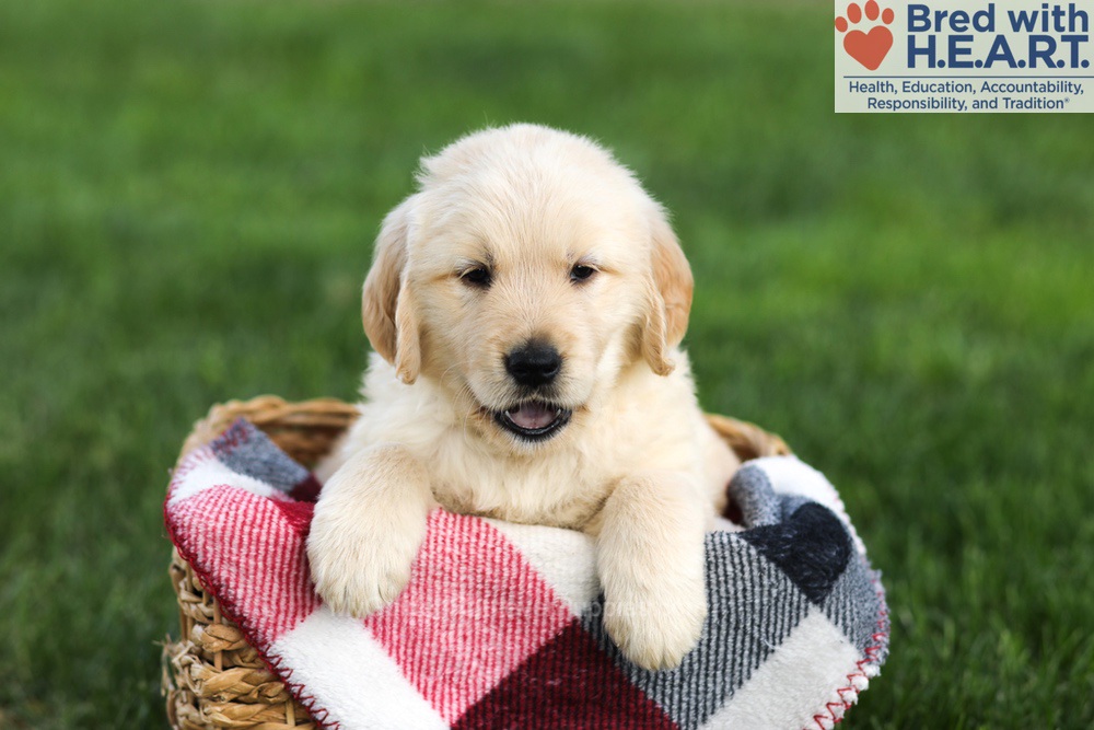Navy Image of Navy, a Golden Retriever puppy