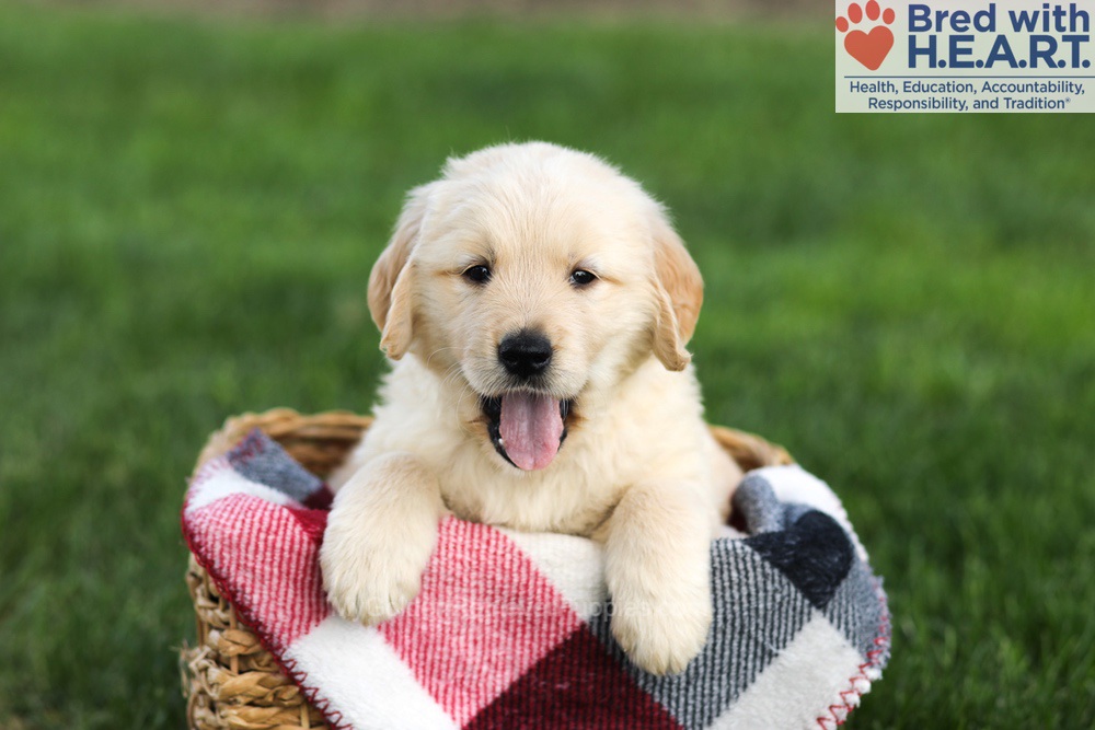 Navy Image of Navy, a Golden Retriever puppy