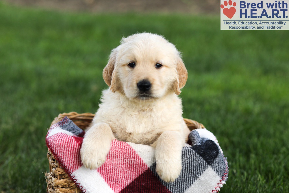 Navy Image of Navy, a Golden Retriever puppy