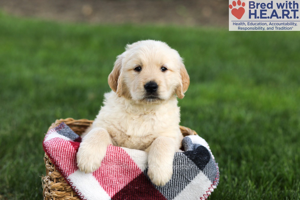 Navy Image of Navy, a Golden Retriever puppy