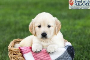 Image of Nico, a Golden Retriever puppy