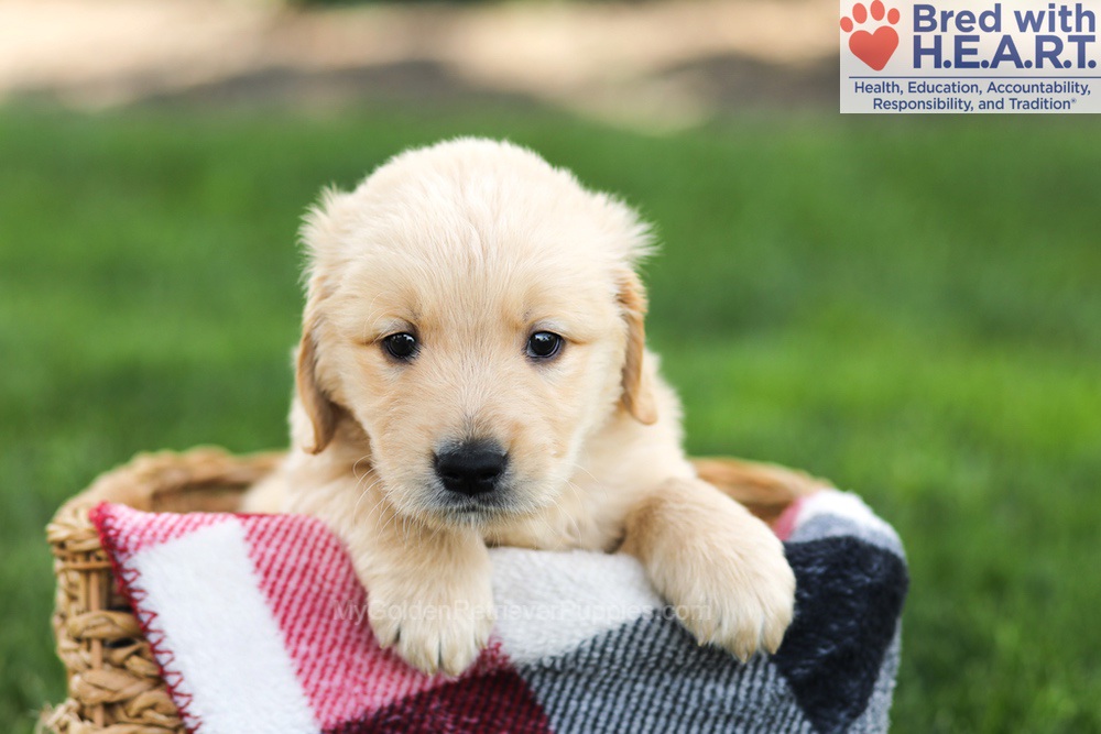 Nolan Image of Nolan, a Golden Retriever puppy