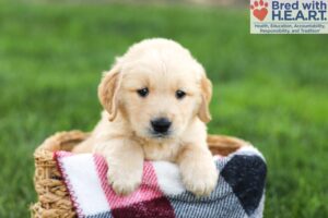 Image of Nolan, a Golden Retriever puppy