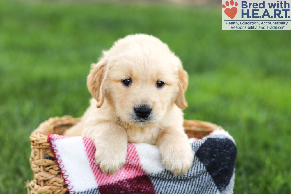 Nolan Image of Nolan, a Golden Retriever puppy