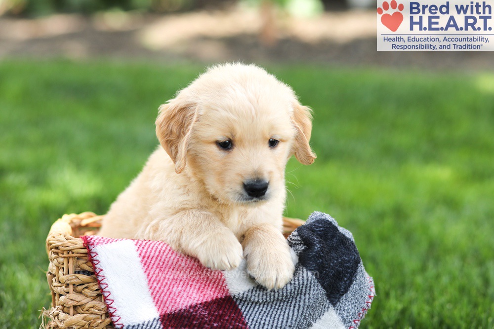 Nolan Image of Nolan, a Golden Retriever puppy
