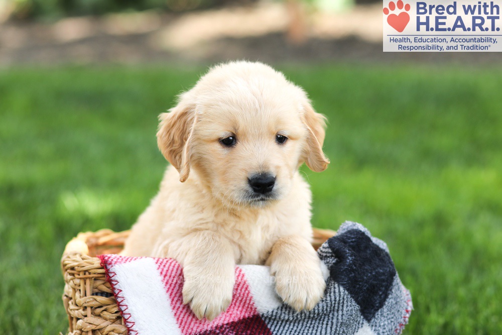 Nolan Image of Nolan, a Golden Retriever puppy