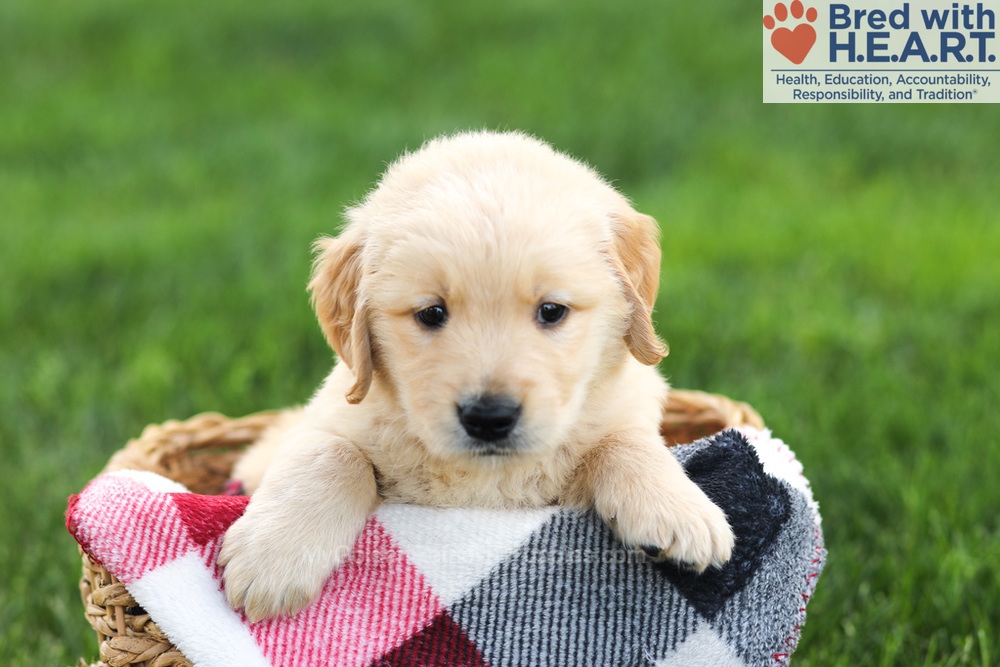 Nolan Image of Nolan, a Golden Retriever puppy