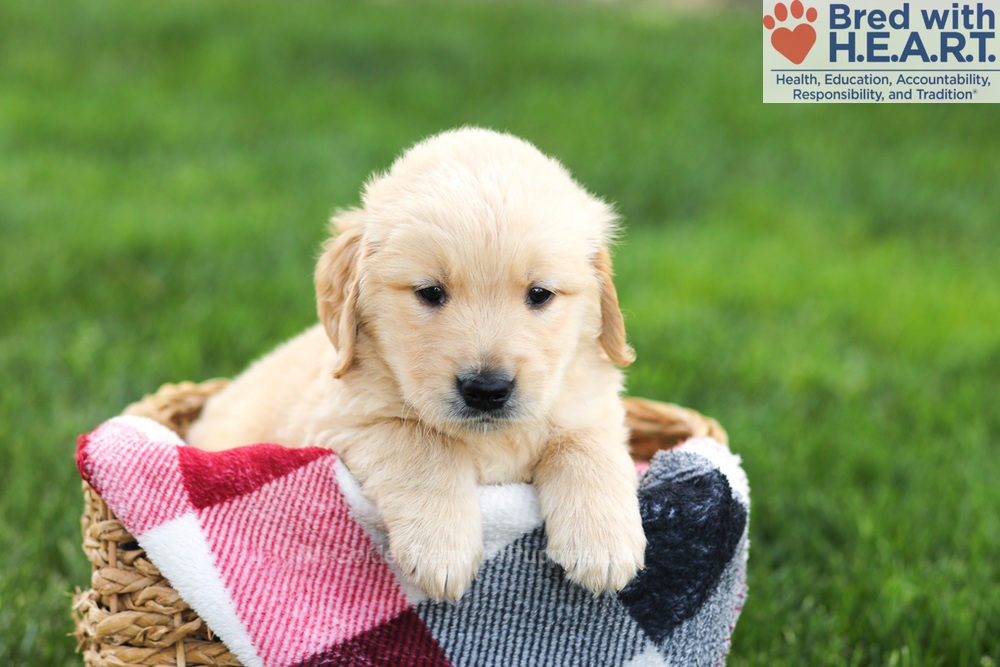 Nolan Image of Nolan, a Golden Retriever puppy