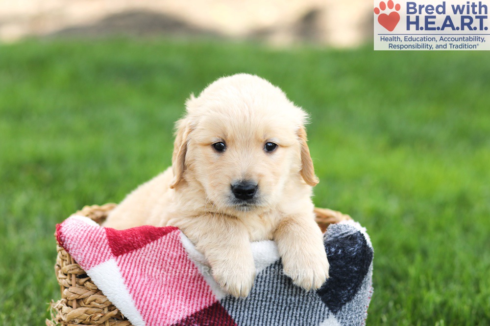 Nolan Image of Nolan, a Golden Retriever puppy