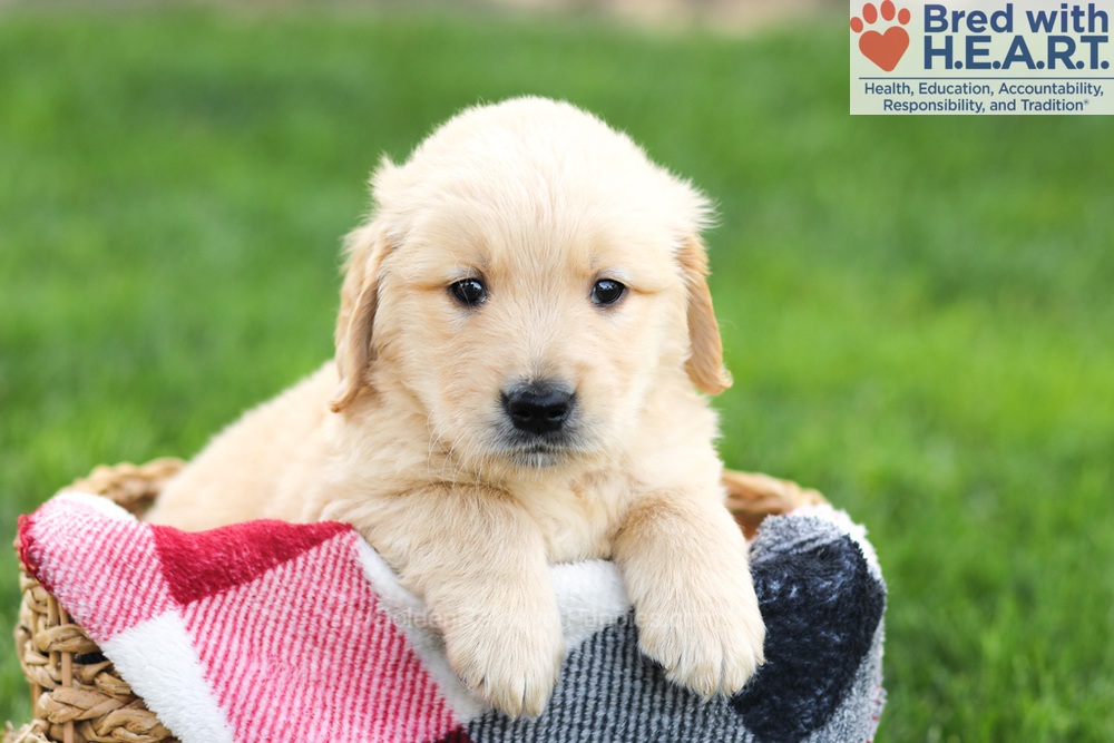 Nolan Image of Nolan, a Golden Retriever puppy