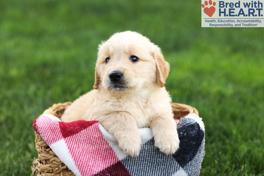 Nolan Image of Nolan, a Golden Retriever puppy