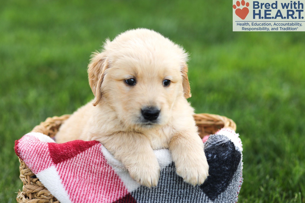 Nolan Image of Nolan, a Golden Retriever puppy