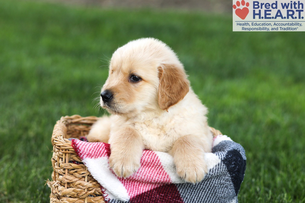 Nugget Image of Nugget, a Golden Retriever puppy