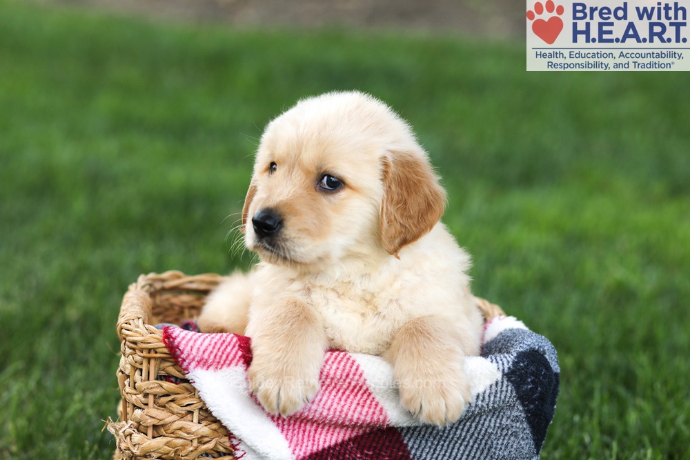 Nugget Image of Nugget, a Golden Retriever puppy