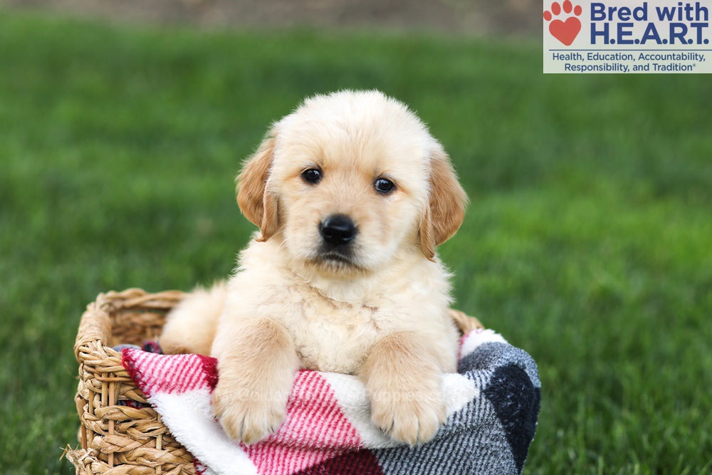 Nugget Image of Nugget, a Golden Retriever puppy