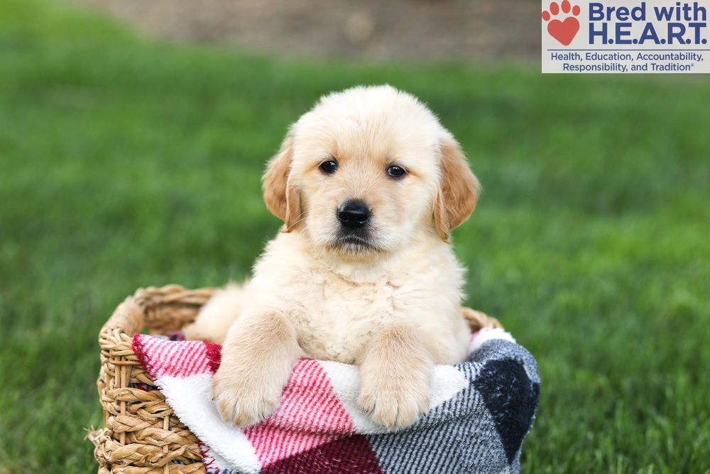 Nugget Image of Nugget, a Golden Retriever puppy
