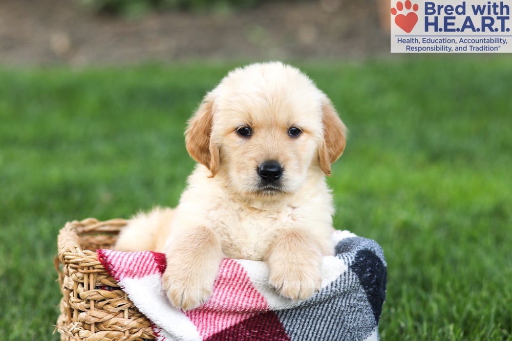 Nugget Image of Nugget, a Golden Retriever puppy