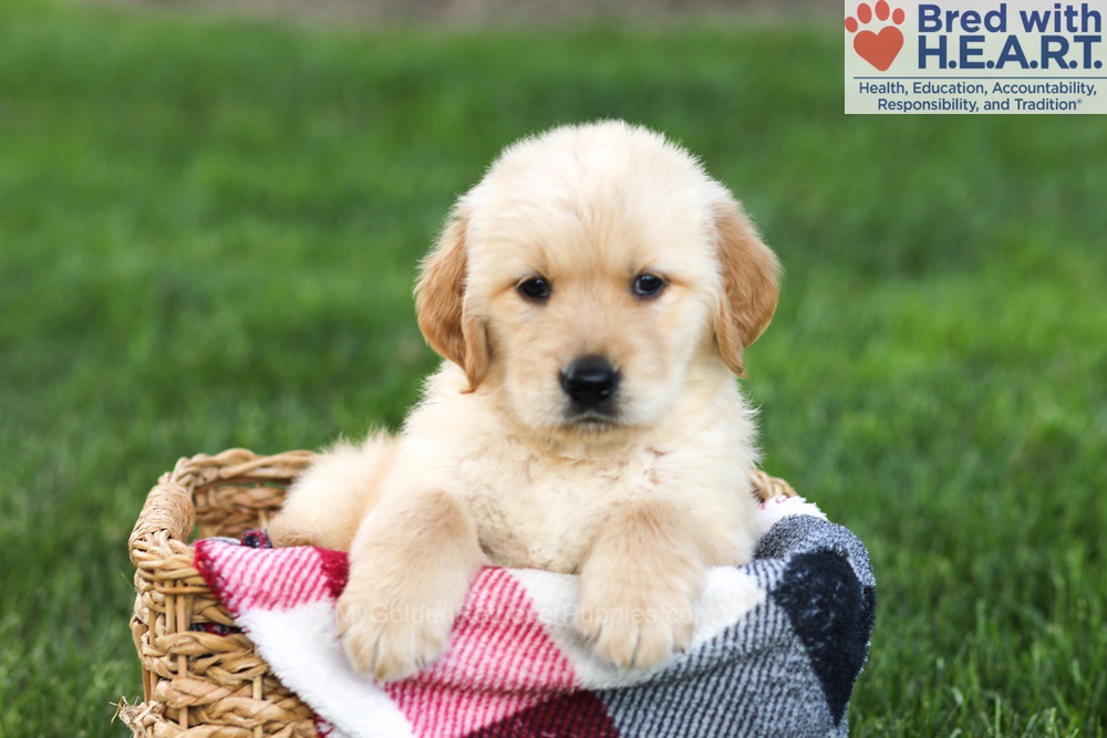 Nugget Image of Nugget, a Golden Retriever puppy