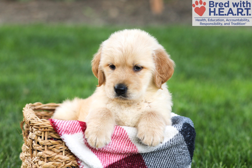 Nugget Image of Nugget, a Golden Retriever puppy