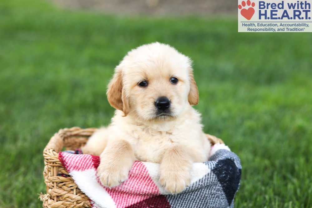 Nugget Image of Nugget, a Golden Retriever puppy