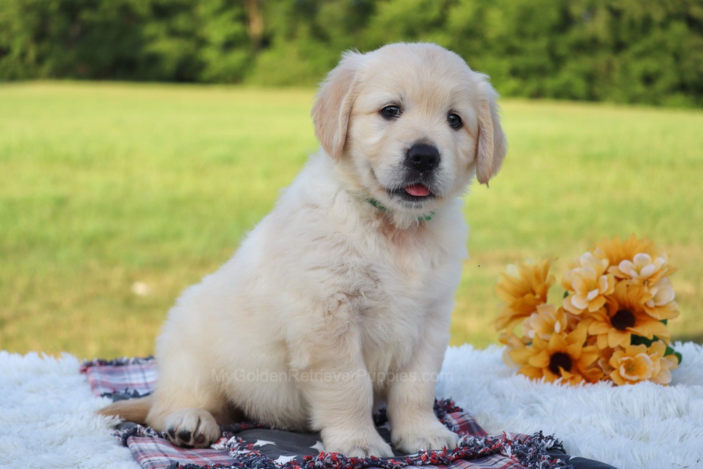 Pickles Image of Pickles, a Golden Retriever puppy