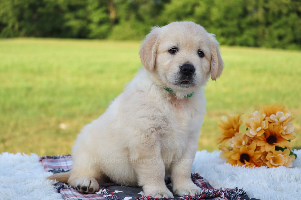 Pickles Image of Pickles, a Golden Retriever puppy