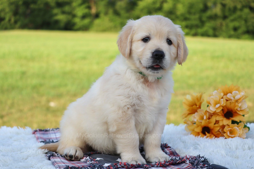 Pickles Image of Pickles, a Golden Retriever puppy