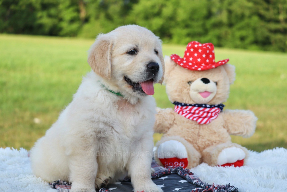 Pickles Image of Pickles, a Golden Retriever puppy