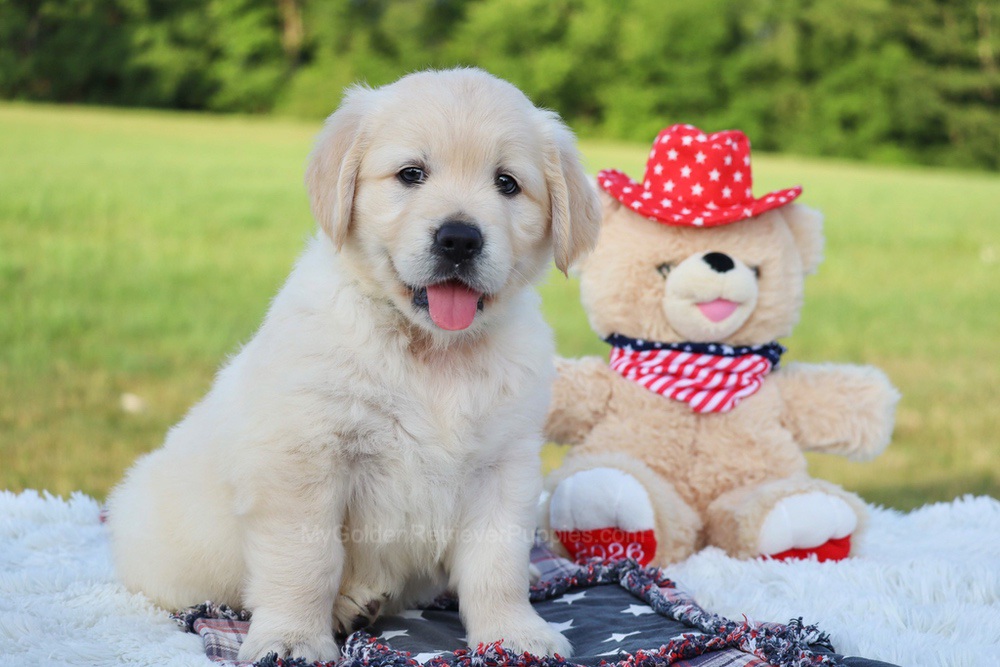 Pickles Image of Pickles, a Golden Retriever puppy