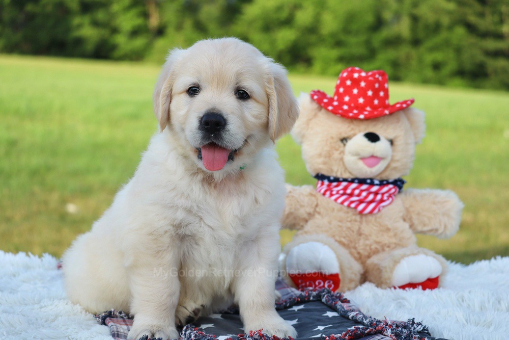 Pickles Image of Pickles, a Golden Retriever puppy