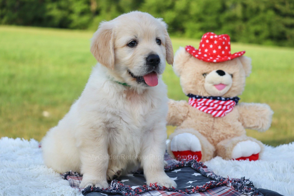 Pickles Image of Pickles, a Golden Retriever puppy