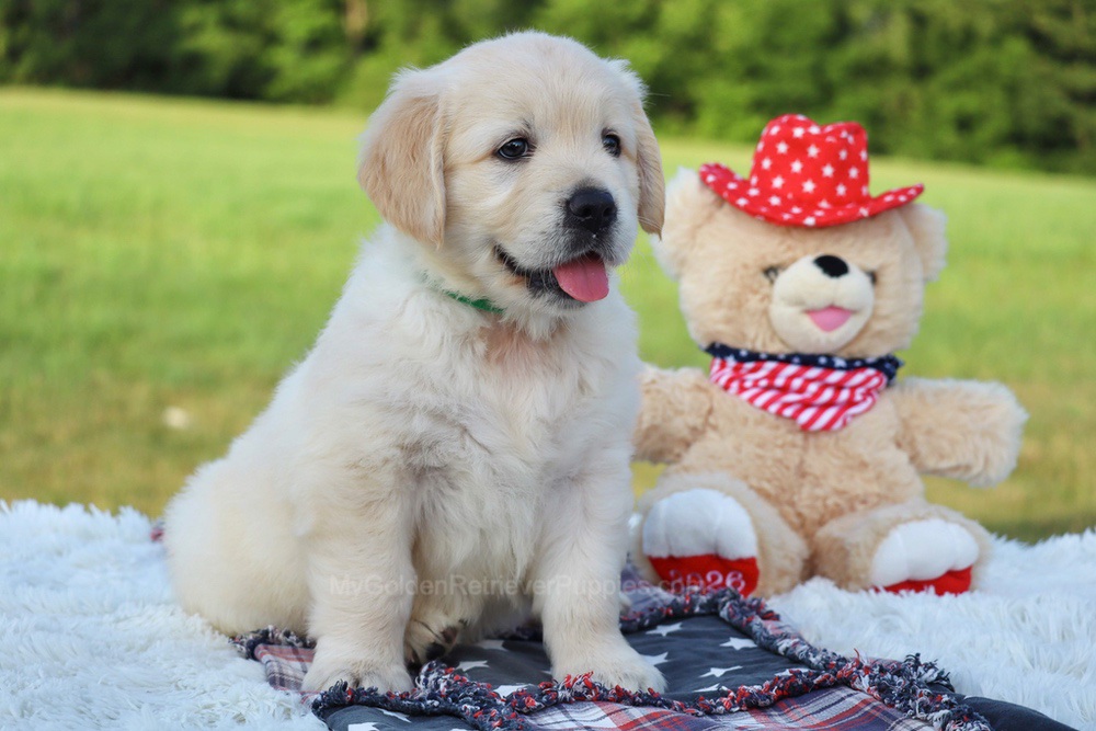 Pickles Image of Pickles, a Golden Retriever puppy