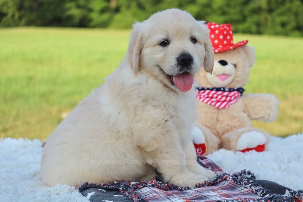 Pickles Image of Pickles, a Golden Retriever puppy