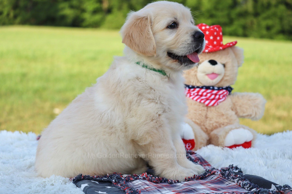 Pickles Image of Pickles, a Golden Retriever puppy