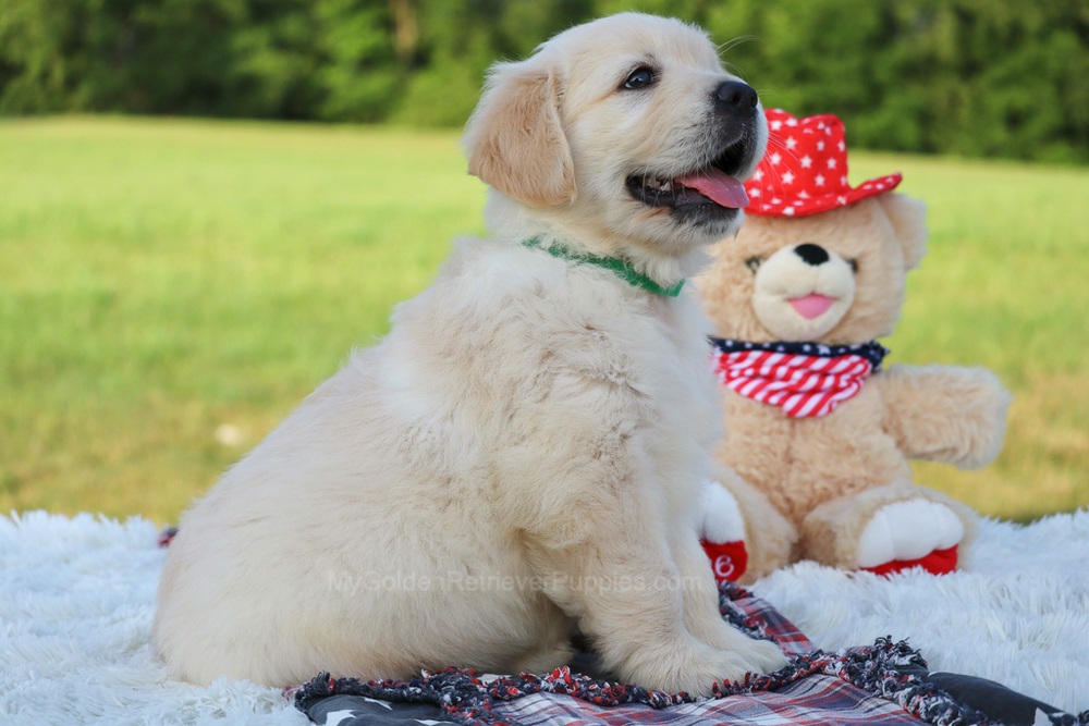 Pickles Image of Pickles, a Golden Retriever puppy