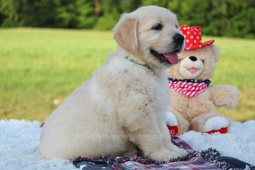 Pickles Image of Pickles, a Golden Retriever puppy