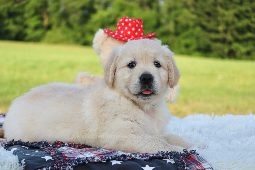 Pickles Image of Pickles, a Golden Retriever puppy
