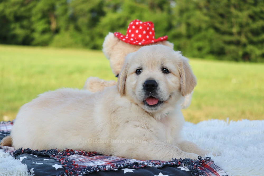 Pickles Image of Pickles, a Golden Retriever puppy