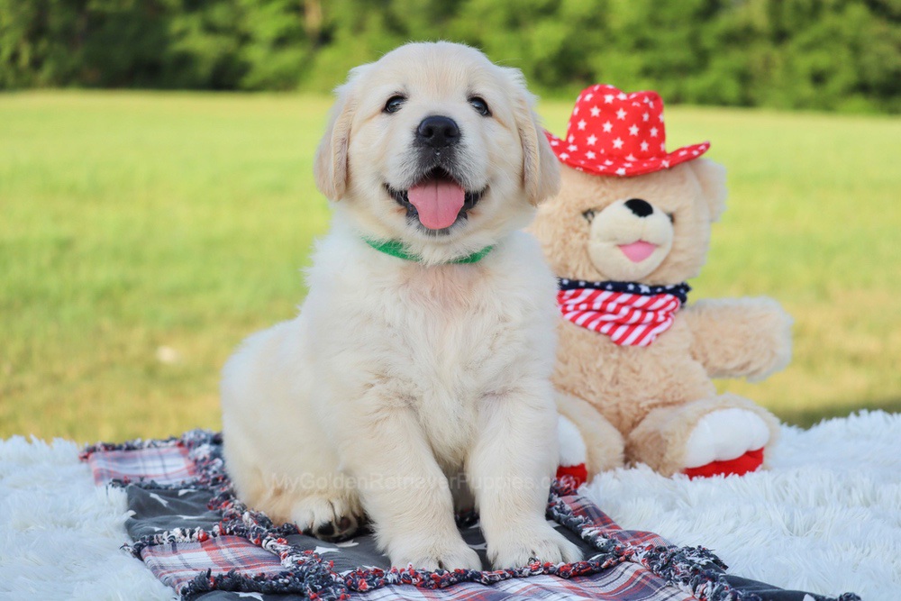 Pickles Image of Pickles, a Golden Retriever puppy