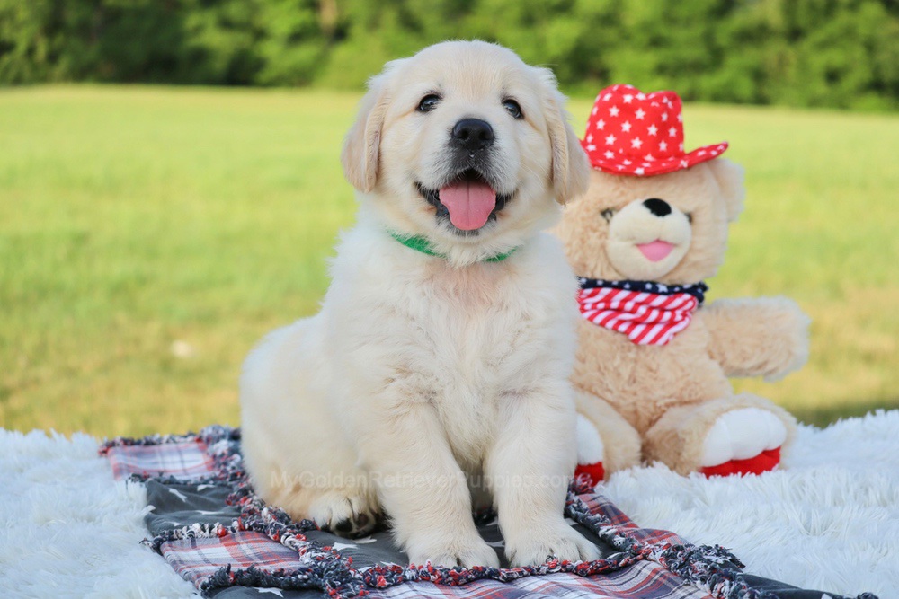 Pickles Image of Pickles, a Golden Retriever puppy