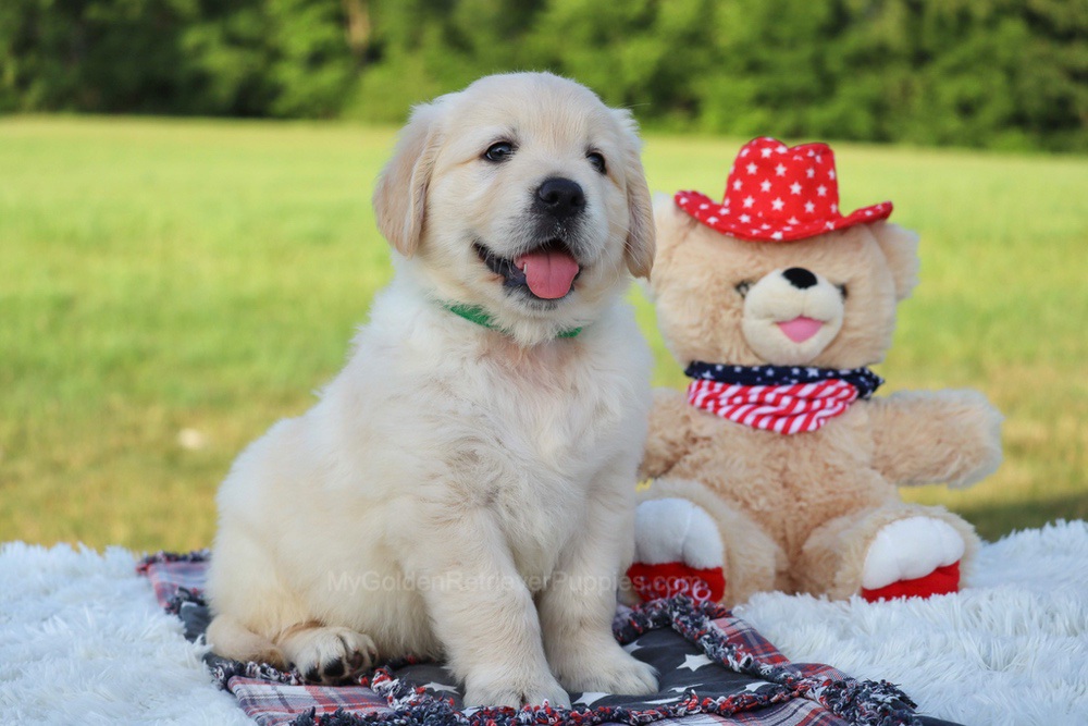 Pickles Image of Pickles, a Golden Retriever puppy